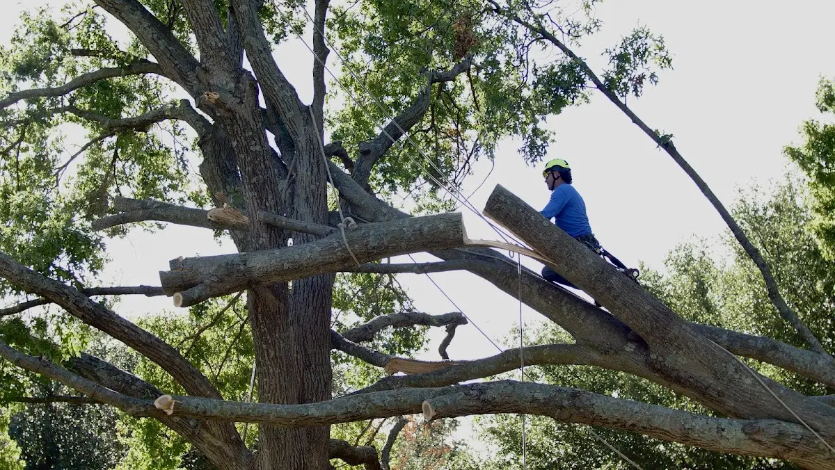 Professional Crown Thinning performed by certified arborists in Ariel