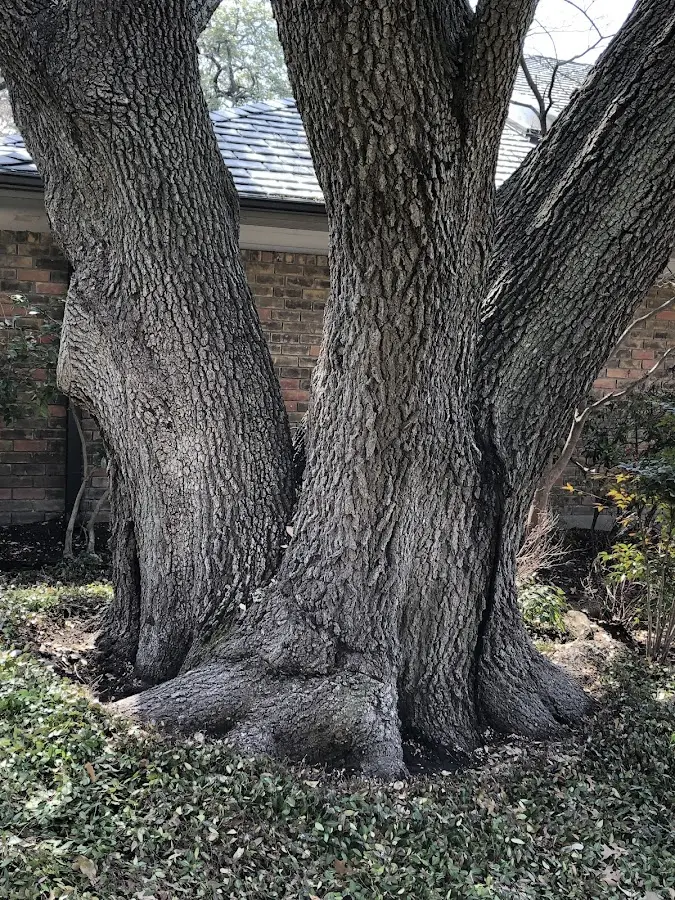 Mature heritage tree close to a Ariel property cared for by certified arborists